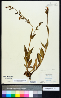 Silene latifolia image