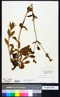 Silene latifolia image