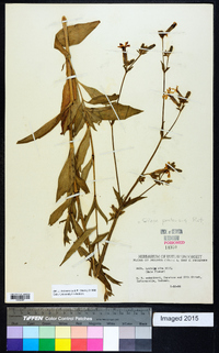 Silene latifolia image