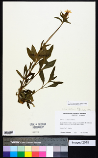 Silene latifolia image