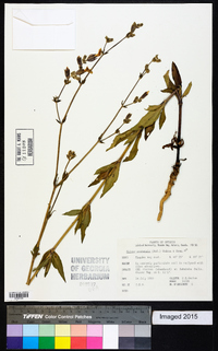 Silene latifolia image