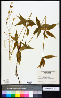 Silene stellata image