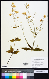 Silene stellata image