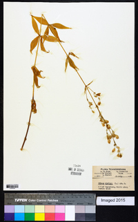 Silene stellata image