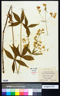 Silene stellata image