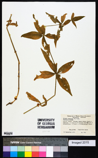 Silene stellata image