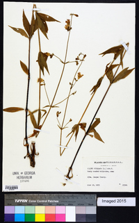 Silene stellata image