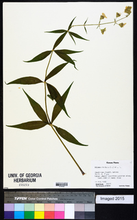 Silene stellata image