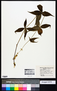 Silene stellata image