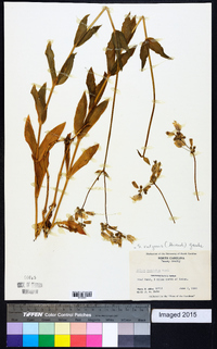 Silene vulgaris image