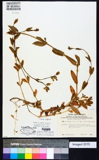 Silene vulgaris image