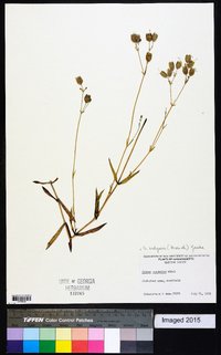 Silene vulgaris image