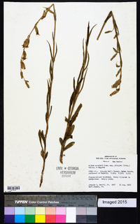 Silene scouleri image