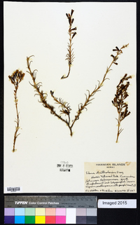 Silene struthioloides image