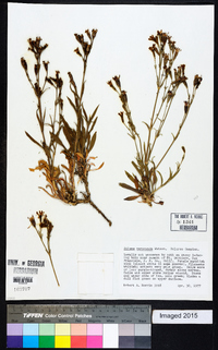 Silene verecunda image