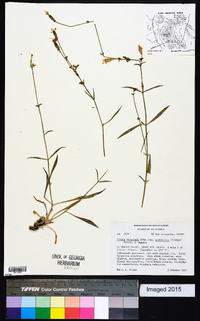 Silene verecunda image