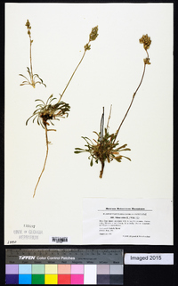 Silene artemisetorum image