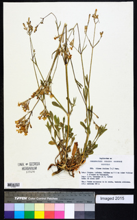 Silene italica image