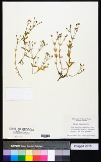 Silene rupestris image