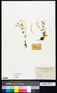 Silene rupestris image