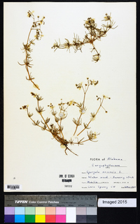 Spergula arvensis image