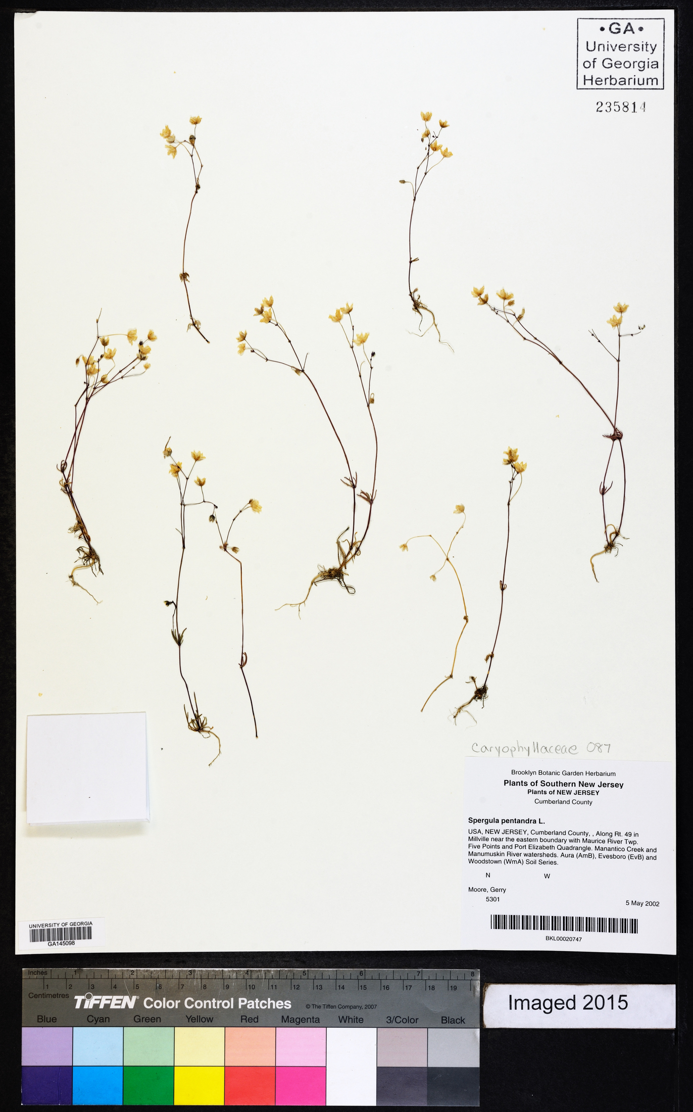 Spergula pentandra image