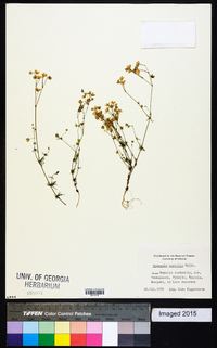 Spergula pentandra image