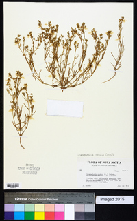 Spergularia salina image