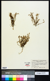 Spergularia rubra image