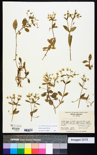 Stellaria pubera image