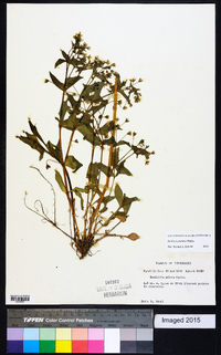 Stellaria pubera image