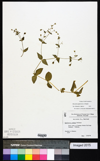 Myosoton aquaticum image