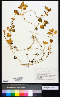 Stellaria diversiflora image