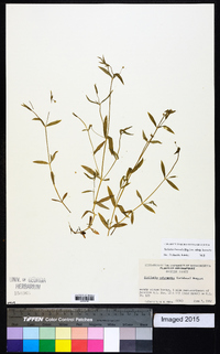 Stellaria borealis subsp. borealis image