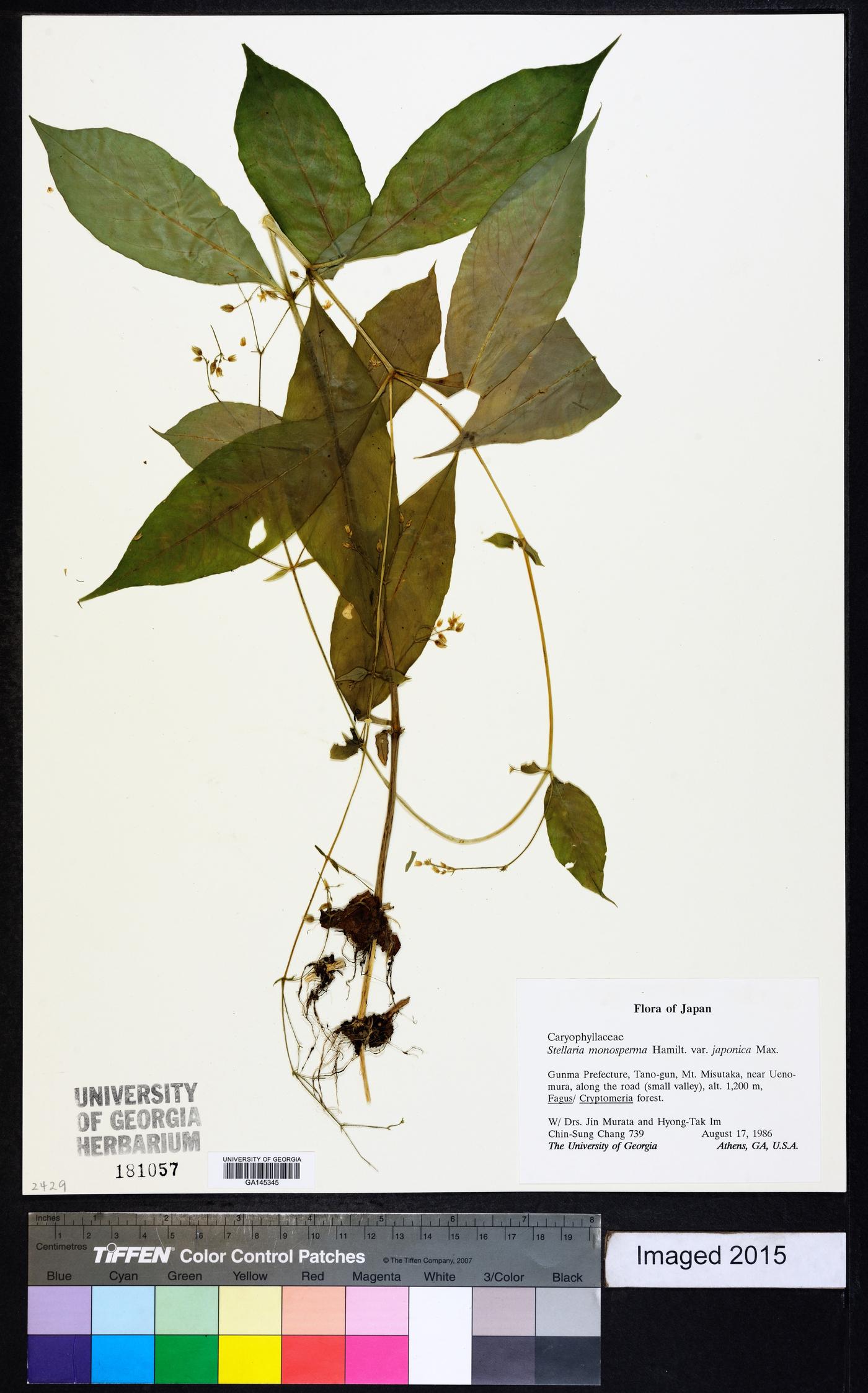 Stellaria monosperma image