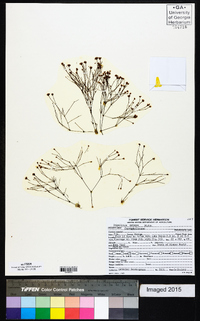 Stipulicida setacea image