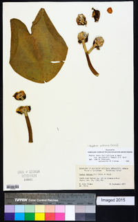 Nuphar advena image