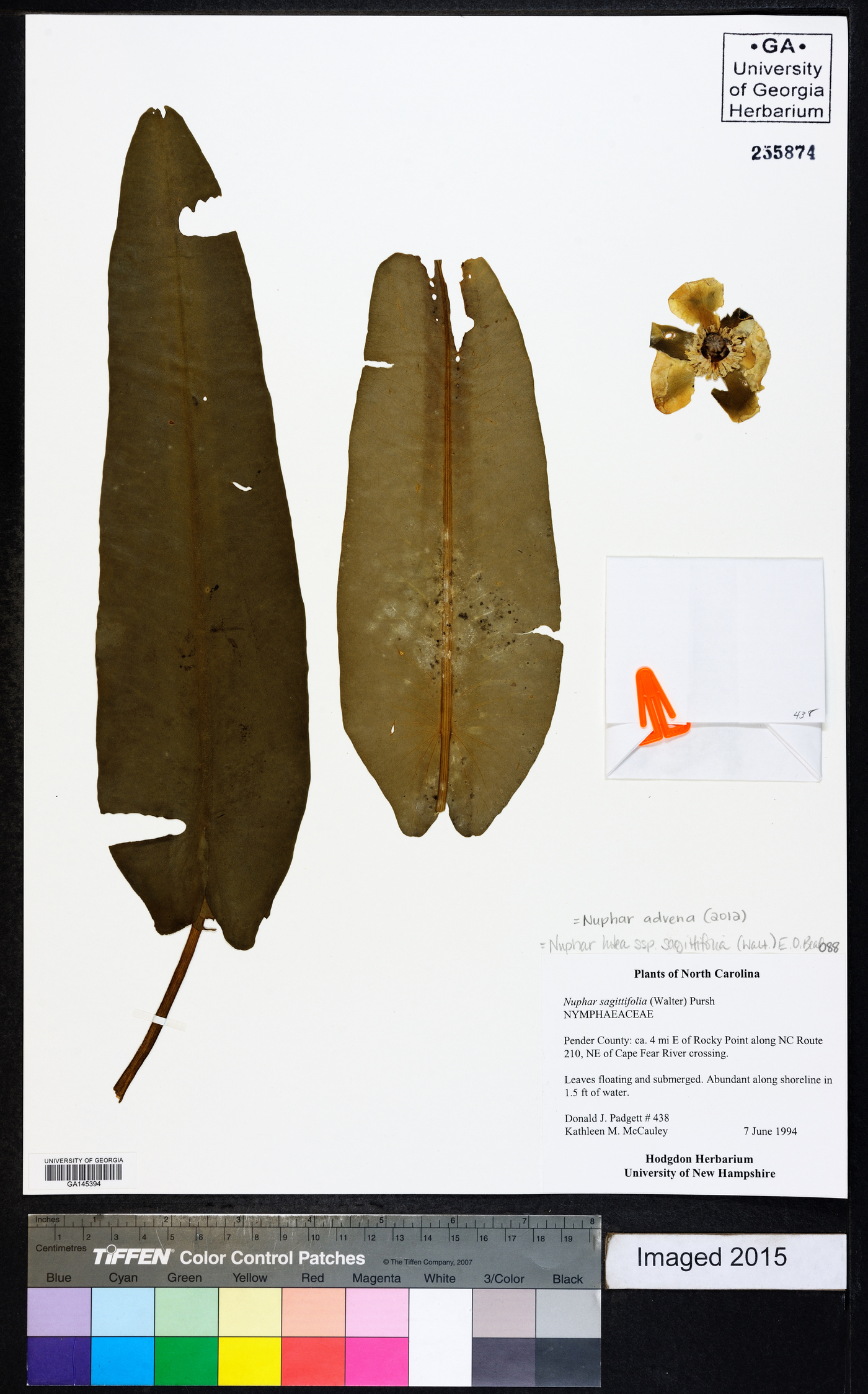Nuphar sagittifolia image
