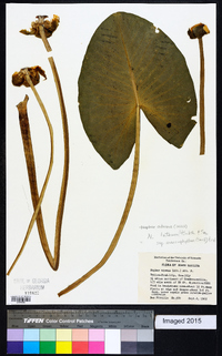 Nuphar advena image