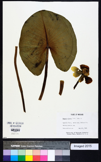 Nuphar advena image