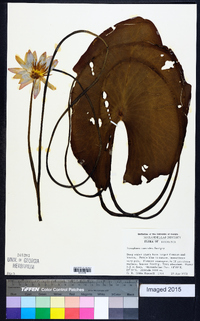 Nymphaea caerulea image