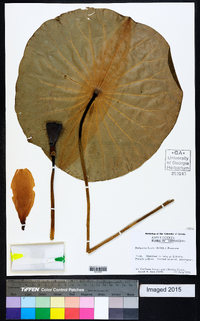 Nelumbo lutea image