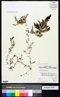 Ceratophyllum demersum image