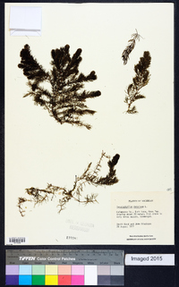 Ceratophyllum demersum image