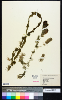 Ceratophyllum demersum image