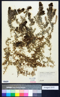 Ceratophyllum demersum image