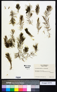 Ceratophyllum demersum var. echinatum image