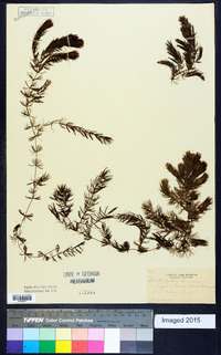 Ceratophyllum demersum image