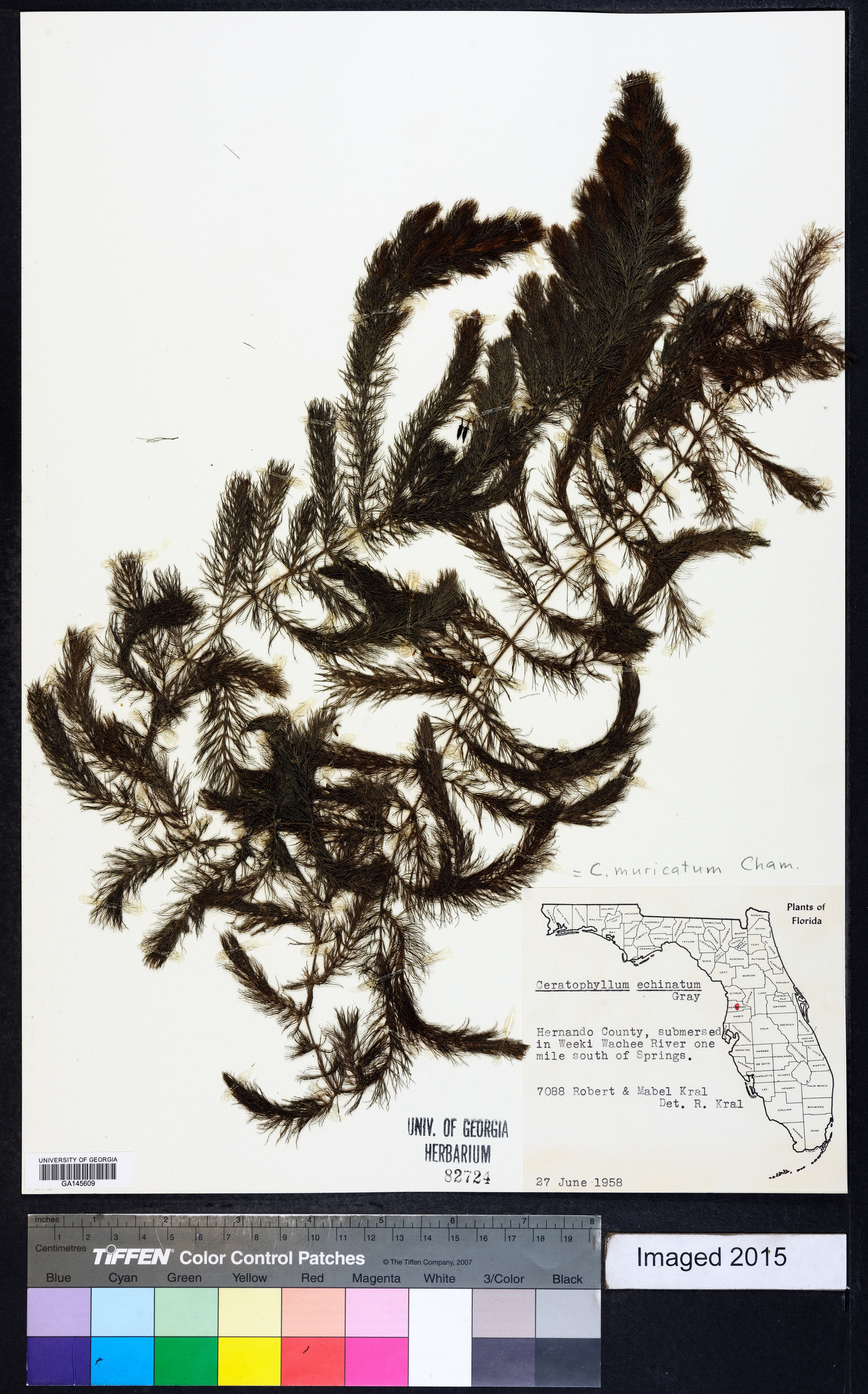 Ceratophyllum muricatum image