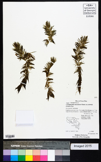 Ceratophyllum muricatum image